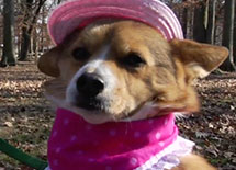 Pedigree Adoption</br>Film Series